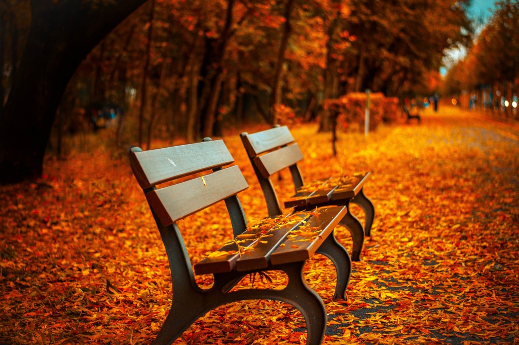 bench-forest-trees-path