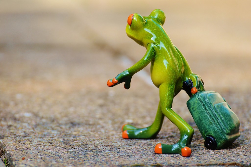 frog-farewell-travel-luggage